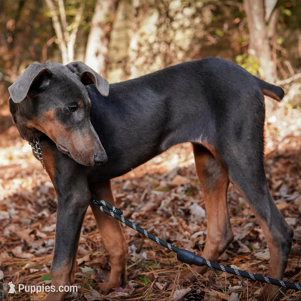 Momma bear, a  Doberman Pinscher for sale in Wendell, NC – Photo 1 of 1