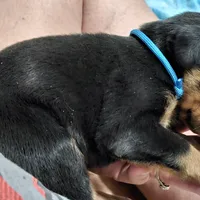 Puppy 3, a male Doberman Pinscher for sale in Wendell, NC – Photo 2 of 4