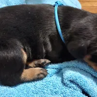 Puppy 3, a male Doberman Pinscher for sale in Wendell, NC – Photo 4 of 4