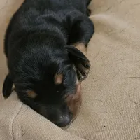 Puppy 3, a male Doberman Pinscher for sale in Wendell, NC – Photo 3 of 4