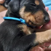 Puppy 3, a male Doberman Pinscher for sale in Wendell, NC – Photo 1 of 4