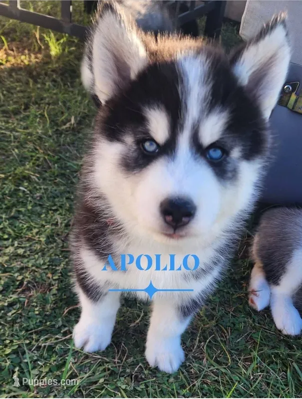Apollo