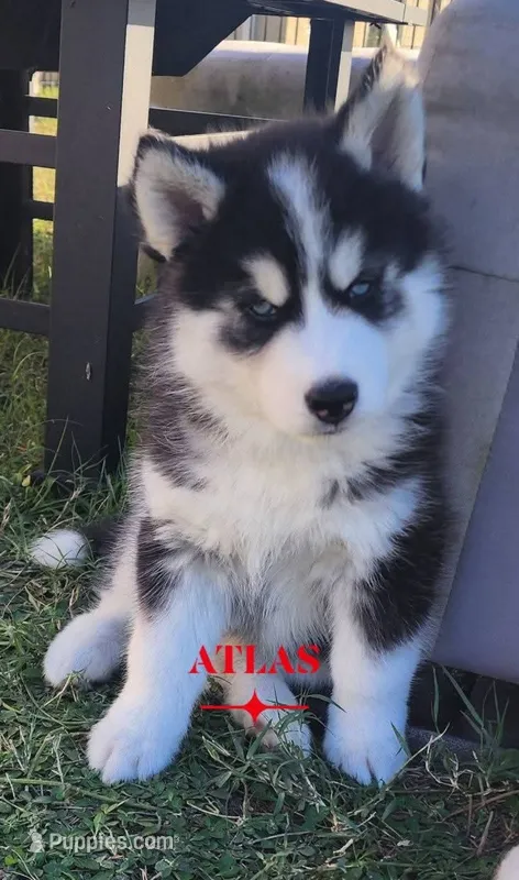 Atlas