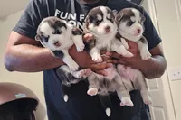 processed/85bc9937-85f6-4365-8453-f252b2a33a21/listing/3af88f90-6da7-43e5-8fd0-e1a1b74a8145/4ad838c1-6272-4b5b-8c93-df6dd7199056