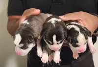 processed/85bc9937-85f6-4365-8453-f252b2a33a21/listing/3af88f90-6da7-43e5-8fd0-e1a1b74a8145/bc58580b-ad1b-4151-b817-4c337f9aaafc