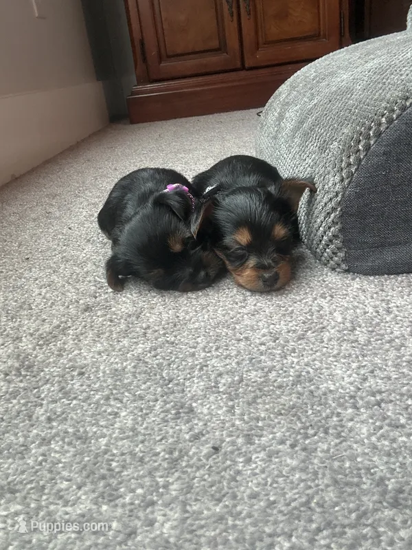 Girl/boy – Yorkshire Terrier puppy for sale in Junction City, KY