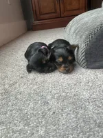Girl/boy, a female Yorkshire Terrier for sale in Junction City, KY – 1 of 6