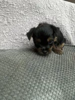 Girl/boy, a female Yorkshire Terrier for sale in Junction City, KY – 4 of 6