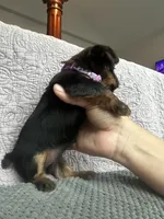 Girl/boy, a female Yorkshire Terrier for sale in Junction City, KY – 2 of 6