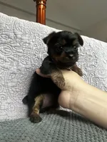 Girl/boy, a female Yorkshire Terrier for sale in Junction City, KY – 3 of 6