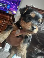 Girl/boy, a female Yorkshire Terrier for sale in Junction City, KY – 5 of 6