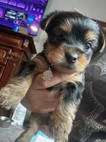 Girl/boy, a female Yorkshire Terrier for sale in Junction City, KY – 6 of 6