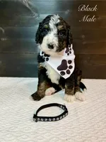 Black Male , a male Bernedoodle for sale in Coeur d'Alene, ID – 3 of 5