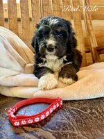 Red Male , a male Bernedoodle for sale in Coeur d'Alene, ID – 2 of 5