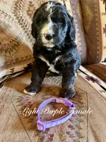 Light Purple Female, a female Bernedoodle for sale in Coeur d'Alene, ID – 2 of 5