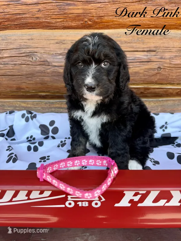 Dark Pink Female  – Bernedoodle puppy for sale in Coeur d'Alene, ID
