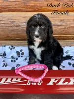 Dark Pink Female , a female Bernedoodle for sale in Coeur d'Alene, ID – 1 of 5