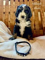 Black Male , a male Bernedoodle for sale in Coeur d'Alene, ID – 2 of 5