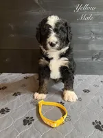 Yellow Male , a male Bernedoodle for sale in Coeur d'Alene, ID – 4 of 5