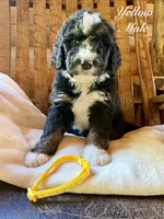 Yellow Male , a male Bernedoodle for sale in Coeur d'Alene, ID – 2 of 5