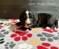 Light Purple Female, a female Bernedoodle for sale in Coeur d'Alene, ID – 5 of 5