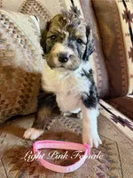 Light Pink Female , a female Bernedoodle for sale in Coeur d'Alene, ID – 2 of 5