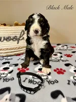 Black Male , a male Bernedoodle for sale in Coeur d'Alene, ID – 5 of 5