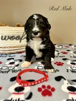 Red Male , a male Bernedoodle for sale in Coeur d'Alene, ID – 5 of 5