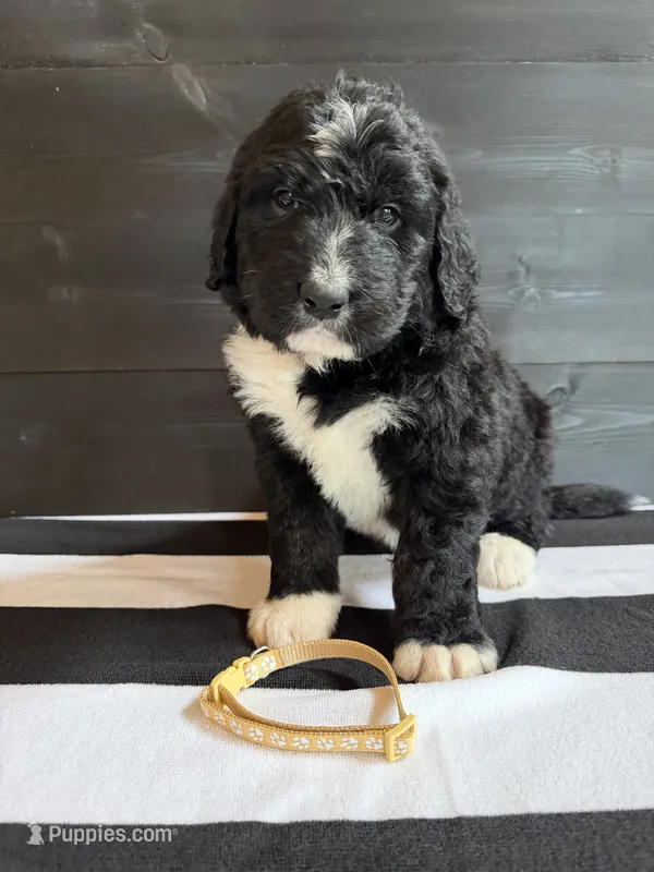 Tan Male – Bernedoodle puppy for sale in Coeur d'Alene, ID