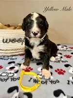 Yellow Male , a male Bernedoodle for sale in Coeur d'Alene, ID – 5 of 5