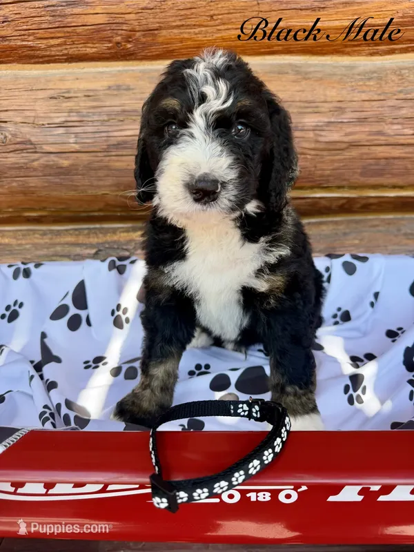 Black Male  – Bernedoodle puppy for sale in Coeur d'Alene, ID