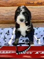 Black Male , a male Bernedoodle for sale in Coeur d'Alene, ID – 1 of 5