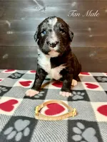 Tan Male, a male Bernedoodle for sale in Coeur d'Alene, ID – 4 of 5