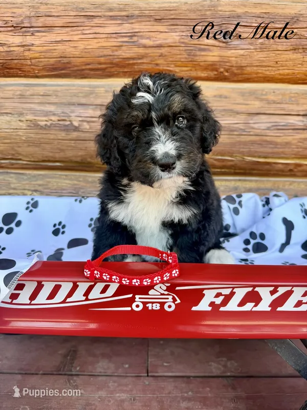 Red Male  – Bernedoodle puppy for sale in Coeur d'Alene, ID