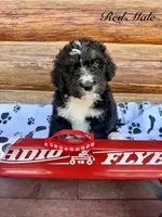 Red Male , a male Bernedoodle for sale in Coeur d'Alene, ID – 1 of 5