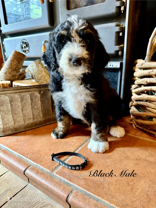 Black Male  – Bernedoodle puppy for sale in Coeur d'Alene, ID