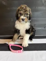Light Pink Female , a female Bernedoodle for sale in Coeur d'Alene, ID – 1 of 5