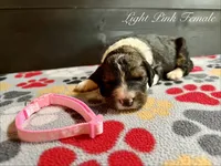 Light Pink Female , a female Bernedoodle for sale in Coeur d'Alene, ID – 5 of 5