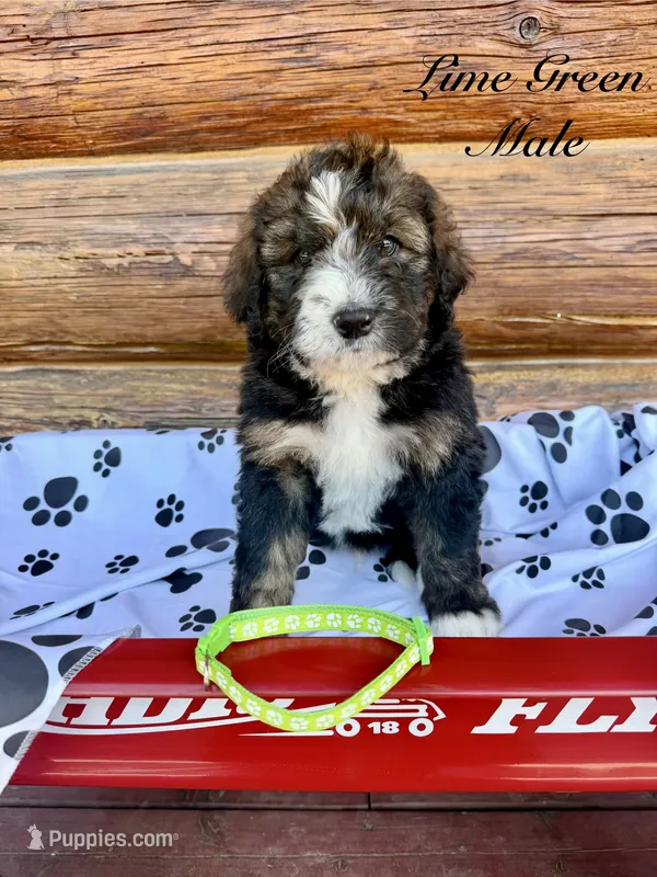Lime Green Male  – Bernedoodle puppy for sale in Coeur d'Alene, ID