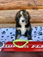 Lime Green Male , a male Bernedoodle for sale in Coeur d'Alene, ID – 1 of 5