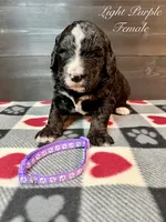 Light Purple Female, a female Bernedoodle for sale in Coeur d'Alene, ID – 4 of 5