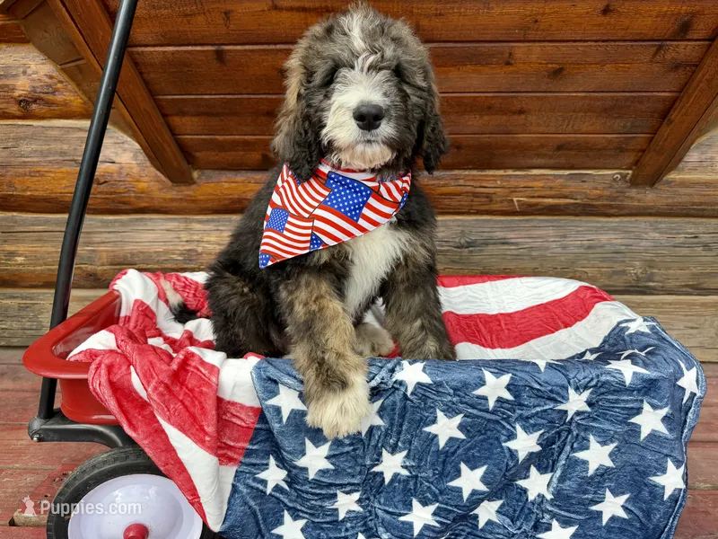 Lime Green Male  – Bernedoodle puppy for sale in Coeur d'Alene, ID