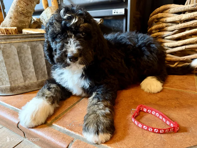 Red Male  – Bernedoodle puppy for sale in Coeur d'Alene, ID