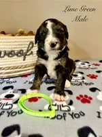 Lime Green Male , a male Bernedoodle for sale in Coeur d'Alene, ID – 5 of 5