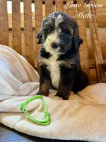 Lime Green Male , a male Bernedoodle for sale in Coeur d'Alene, ID – 2 of 5