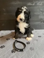 Black Male , a male Bernedoodle for sale in Coeur d'Alene, ID – 4 of 5