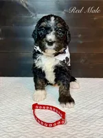 Red Male , a male Bernedoodle for sale in Coeur d'Alene, ID – 3 of 5
