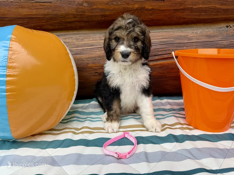 Light Pink Female  – Bernedoodle puppy for sale in Coeur d'Alene, ID