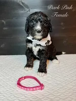 Dark Pink Female , a female Bernedoodle for sale in Coeur d'Alene, ID – 3 of 5