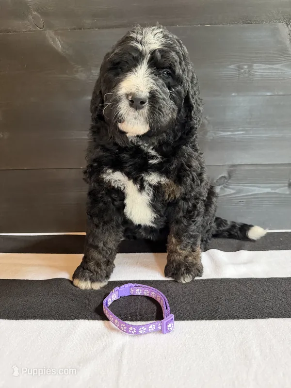 Light Purple Female – Bernedoodle puppy for sale in Coeur d'Alene, ID